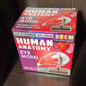 Human Anatomy Eye Model - EIN-O SCIENCE